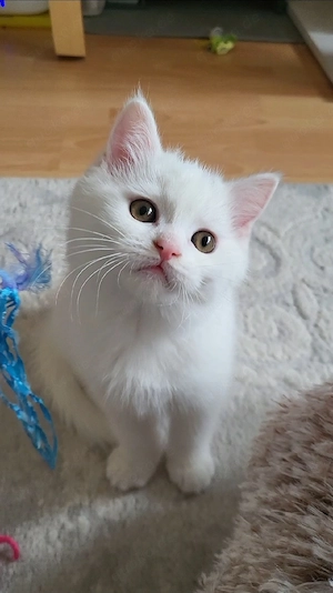 Wunderschönes Flauschebärchen