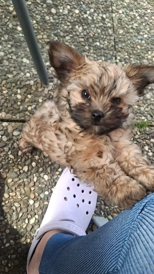 Yorkshire Terrier Rüde Welpe