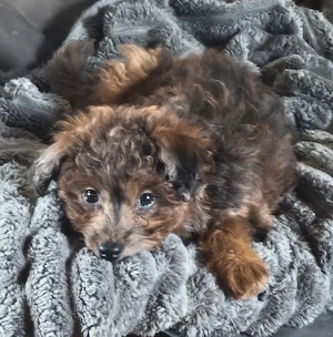 Süße kleinbleibende Pudel Mischlings Welpe.