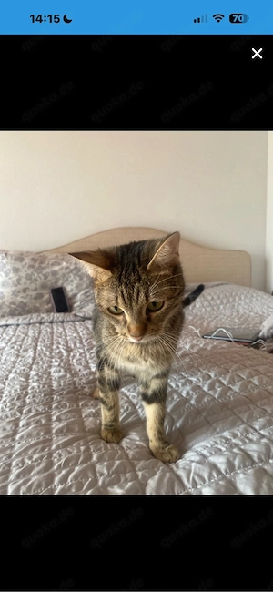 Hier wird suro eine katze verkauft 