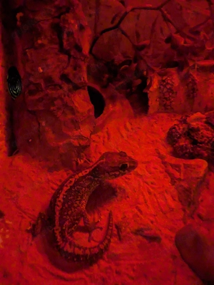 Sehr schöne Grosskopfgeckos