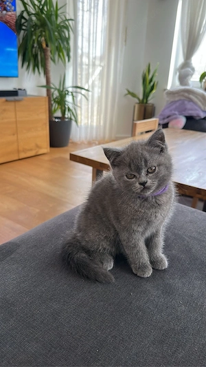    Süße Britisch Kurzhaar Kitten abzugeben   nur noch 1 Mädchen frei!
