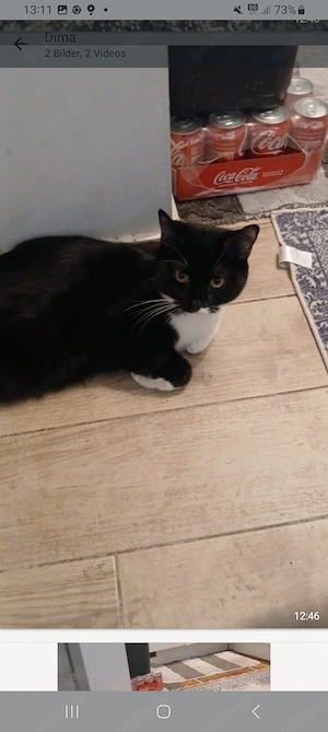 Katzen paar zu haben 