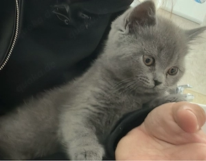 BKH Kitten sehr verschmust & menschenbezogen