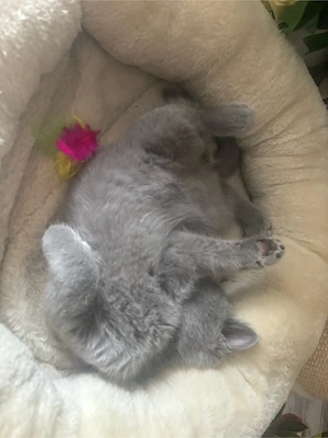 BKH Kitten sehr verschmust & menschenbezogen Bild 4