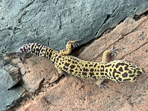 Leopardgecko 1.0 2025