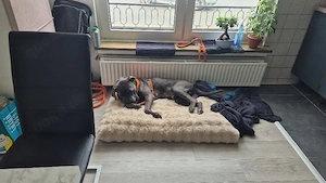 schöner reinrassiger cane corso rüde