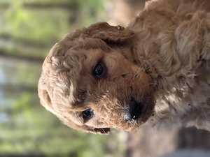 Labradoodle Welpen  Bild 8