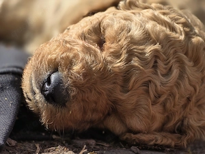 Labradoodle Welpen  Bild 5