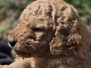 Labradoodle Welpen  Bild 2