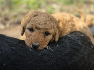 Labradoodle Welpen  Bild 3