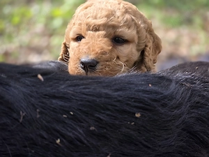 Labradoodle Welpen  Bild 6