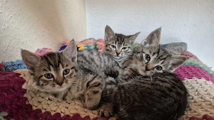 Stubentiger suchen neues Zuhause