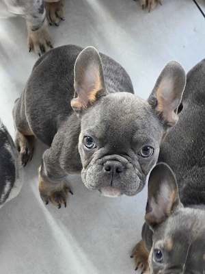 Französische Bulldog Welpen Bild 2