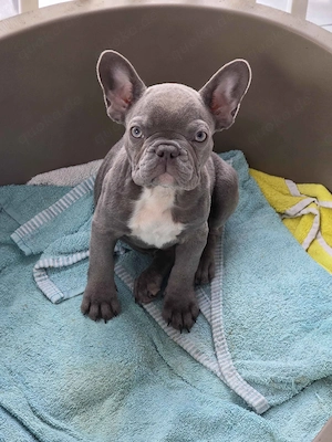 Französische Bulldog Welpen Bild 3