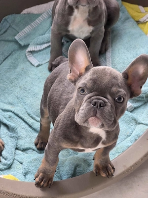 Französische Bulldog Welpen Bild 5