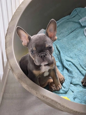 Französische Bulldog Welpen Bild 4