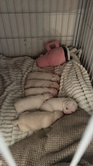 französische bulldoggen mix