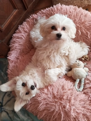 Maltipoo Welpen abzugeben sofort 