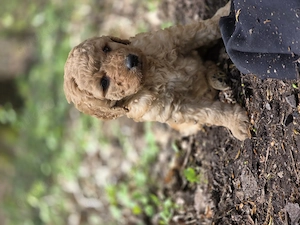 Labradoodle Welpen  Bild 7