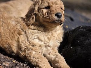 Labradoodle Welpen  Bild 10