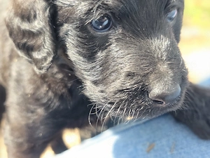 Labradoodle Welpen  Bild 4