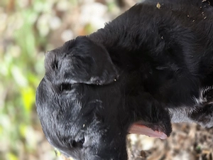 Labradoodle Welpen  Bild 9