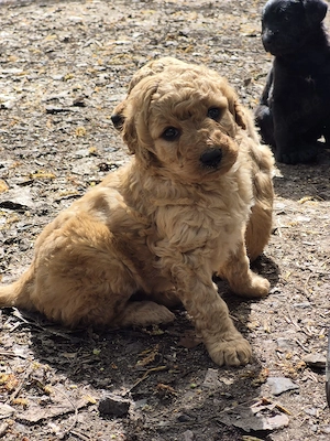 Labradoodle Welpen 