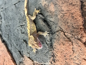 Kronengecko 1.0 2025