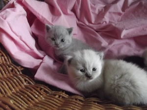 Schöne BKH Flauschbällchen Kitten   - verschiedene Farben