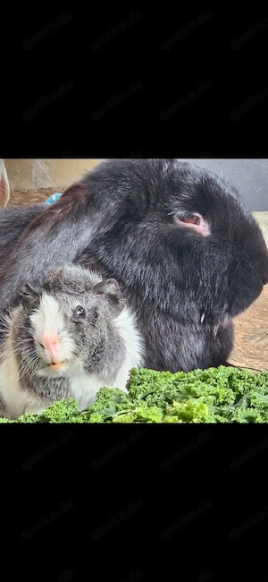 2 Deutsche Widder, schwarz, Mädchen und Kastrat von 2024