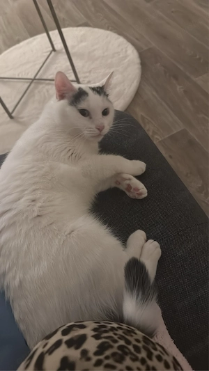 Katze in gute Hände abzugeben 