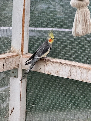 Nymphensittiche Brut und Zuchtpaare