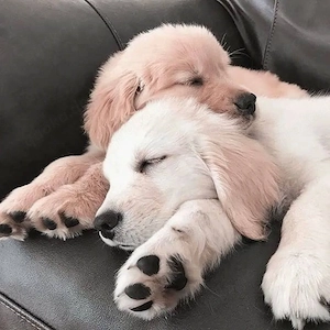 Golden Retriever Welpen   Zuhause aufgezogen, gesund & trainiert