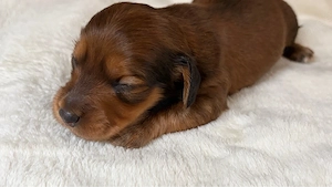 Zwergdackel Langhaar Red  Cream 