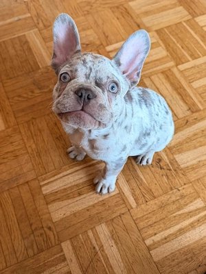 Französische Bulldogge   Lilac Merle Rüde, 10 Wochen alt, abzugeben