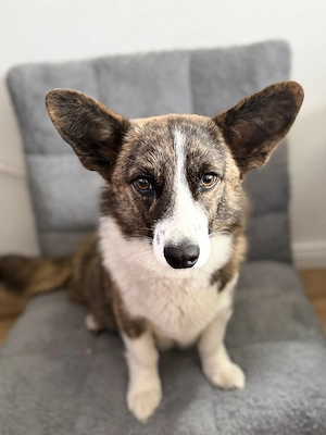 Wurfankündigung Corgi Cardigan Welpen