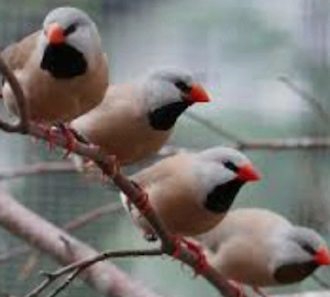 Spitzschwanzamarinen 