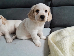 engl. Cocker Spaniel Mix Welpen 