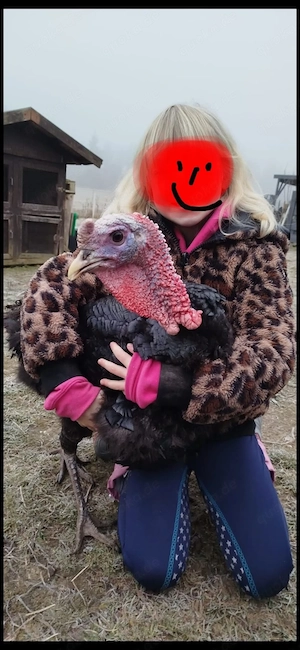 Truthahn, Puter von Anfang 2025, Bronzetruthahn