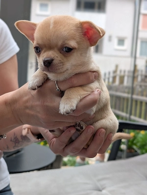 Wunderschöne Chihuahua Welpen in KH