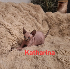 Canadian Sphynx Kitten suchen ein liebevolles Zuhause