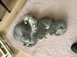 BKH Kitten (1 übrig) Bild 4