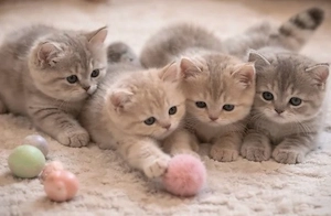 Verkaufe BKH baby Katzen