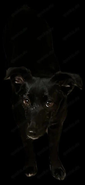 Inanna schwarzes Schwänchen