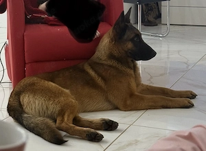 Rüde belgischer schäferhund malinois
