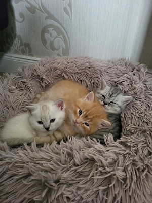 BKH Kitten Reinrassig 