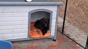 Süße Hündin 9 Wochen alt abzugeben Malinois-Retriever Mix