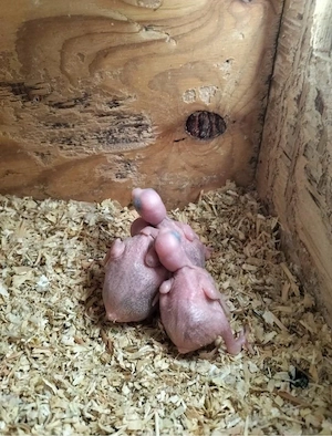 Alexandersittich Großer