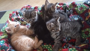 Noch vier kleine Kätzchen abzugeben